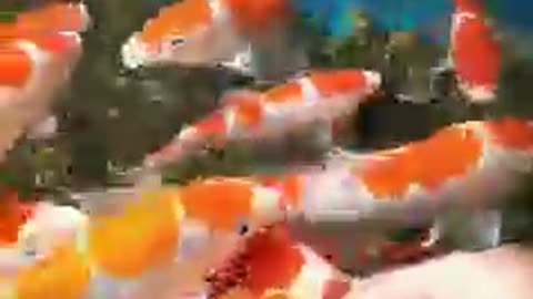 Koi fish