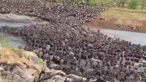 Wildebeest Migration