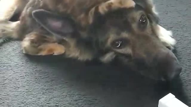 Sweet kitten befriends gentle German Shepherd