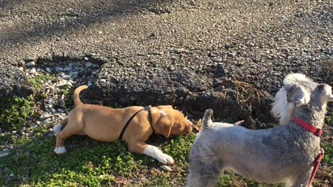 2 Puppy Dogs in the Bark Park 🐶