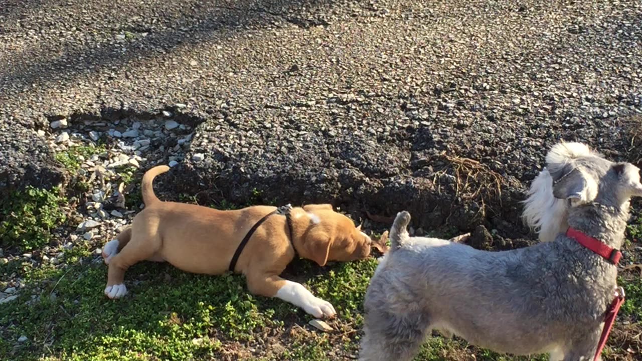 2 Puppy Dogs in the Bark Park 🐶