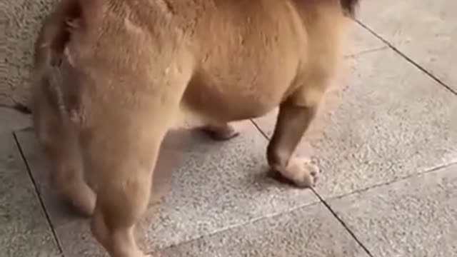 Funny dog video