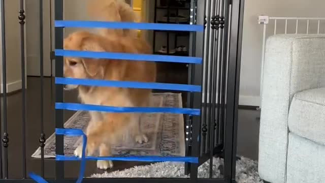 puppy vs adult dog jump