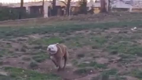 Slowmo white/brown bulldog runs across grass and trips