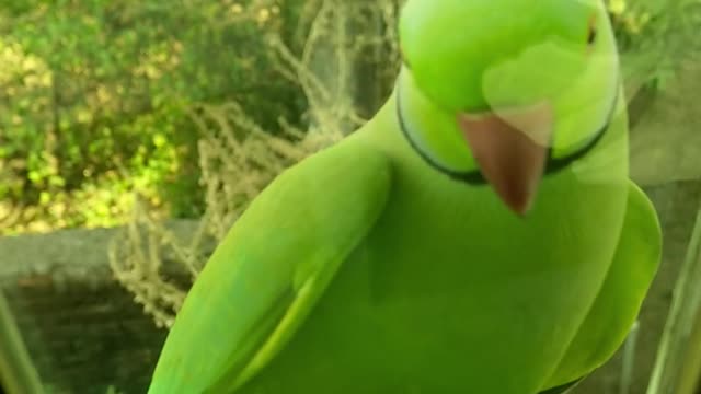 A Beautiful 🐦 Parrot Standing Behind the Mirror.