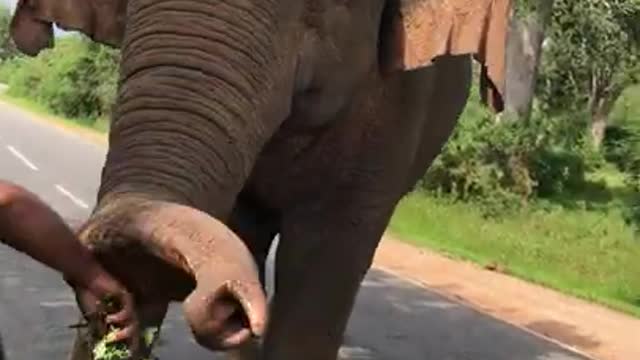 Wild Elephant in Sri Lanka