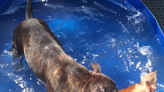 Cute staffy sisters having some pool time