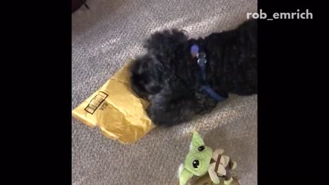 Dog is a master at opening deliveries