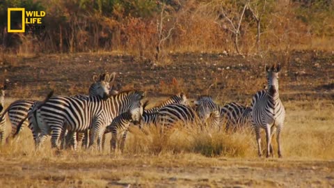 Predators Attack - हिन्दी डॉक्यूमेंट्री | Wildlife documentary in Hindi