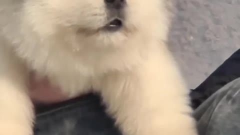 Funniest and Cutest Puppies