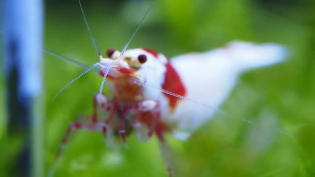 Crystal Shrimp Eats