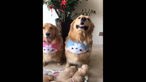 Cães e gatos engraçados, compilação 1 de animais engraçados