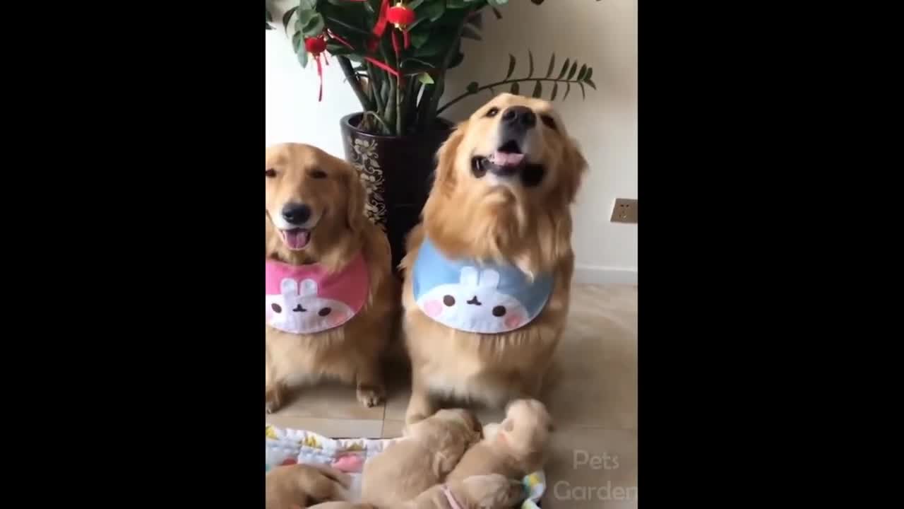 Cães e gatos engraçados, compilação 1 de animais engraçados