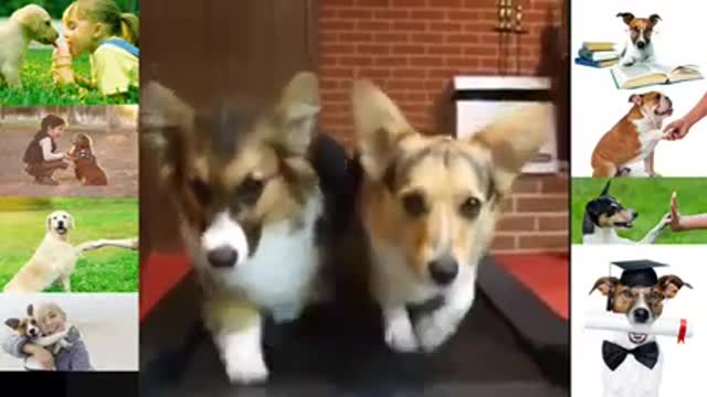 Dog training video funny