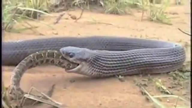 Huge Snake eating Another Snake