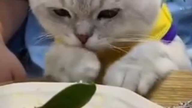 Cats funny videos, humor and comedy