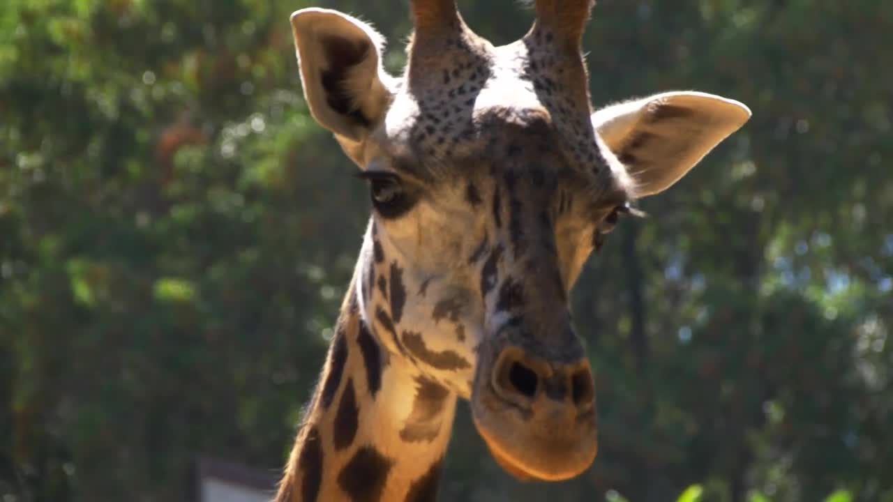 Giraffes at the Zoo