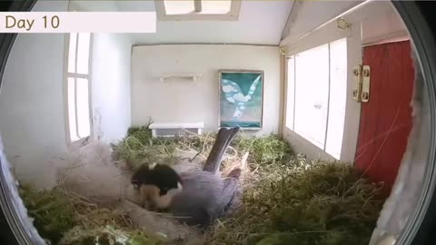 Timelapse of birds moving into a very elaborate nest, making it their home and laying their eggs.