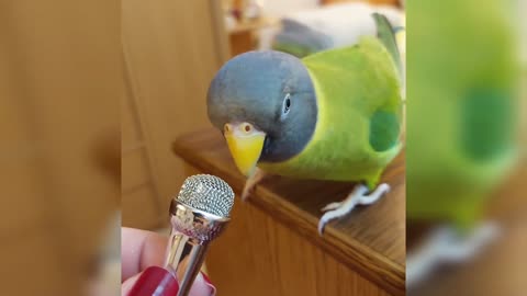 Parrot talks adorable gibberish into a tiny microphone