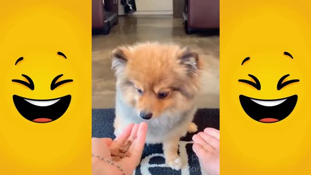 Funny Animal Video