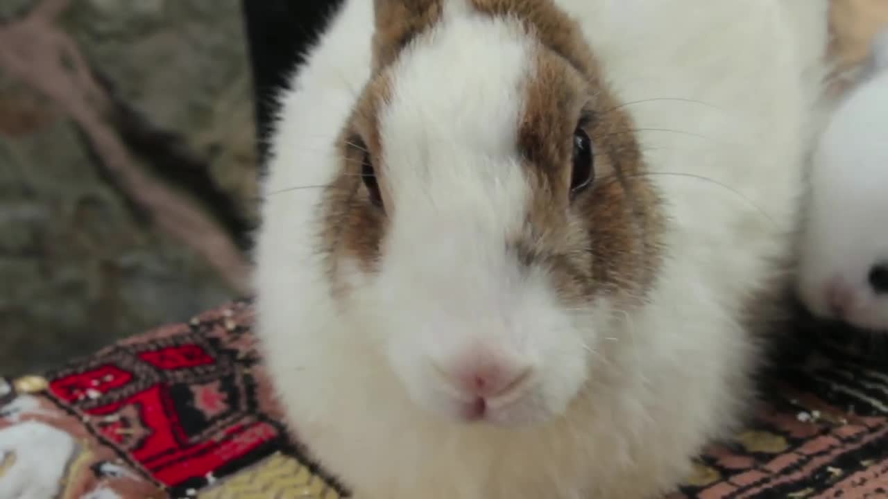 cute rabbit sniffing