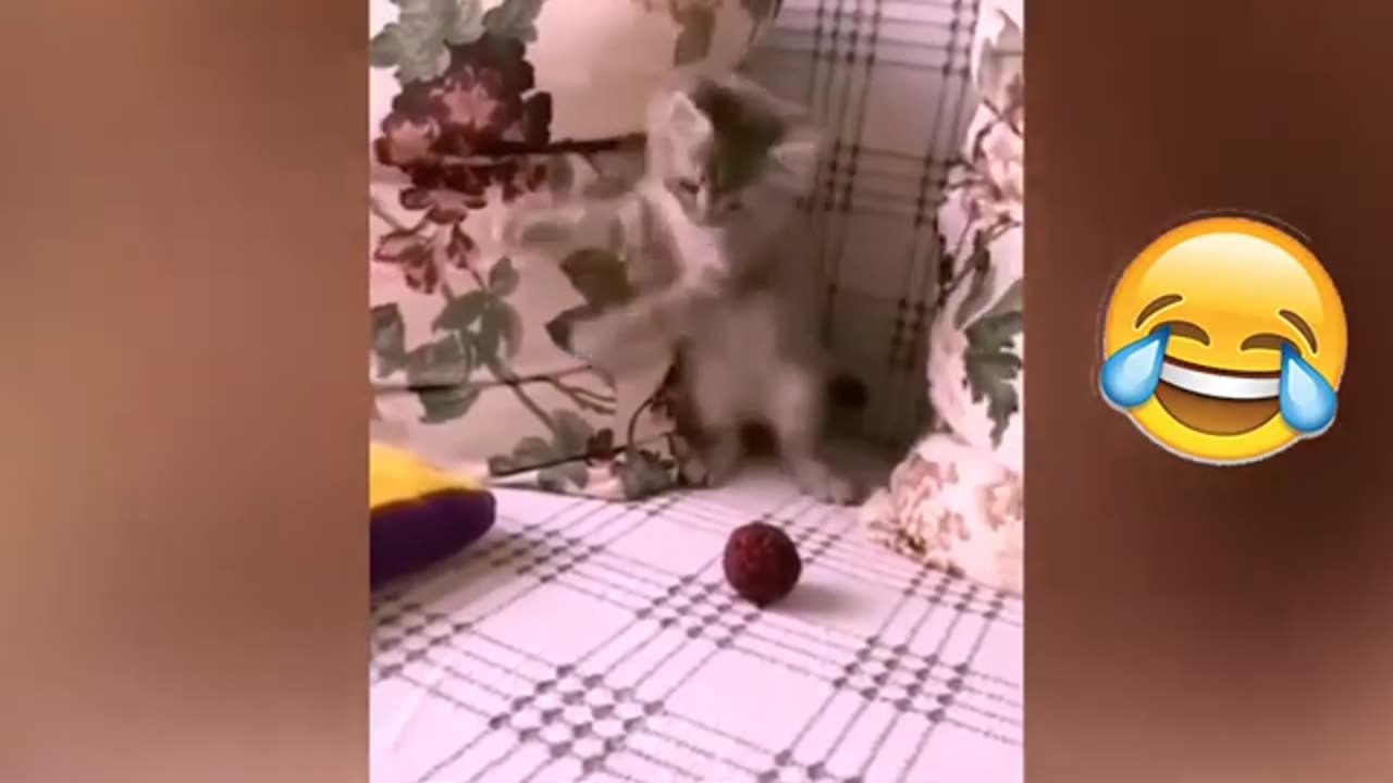 Funny video Dog and cats 🐶😺