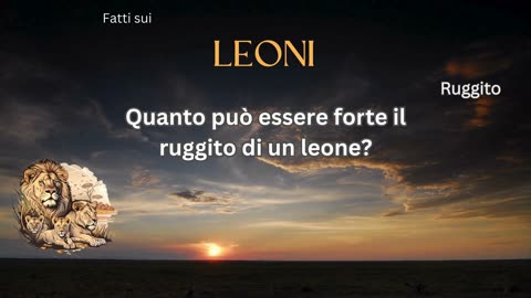 Fatto del Leone 6 - Quanto può essere forte il ruggito di un leone?
