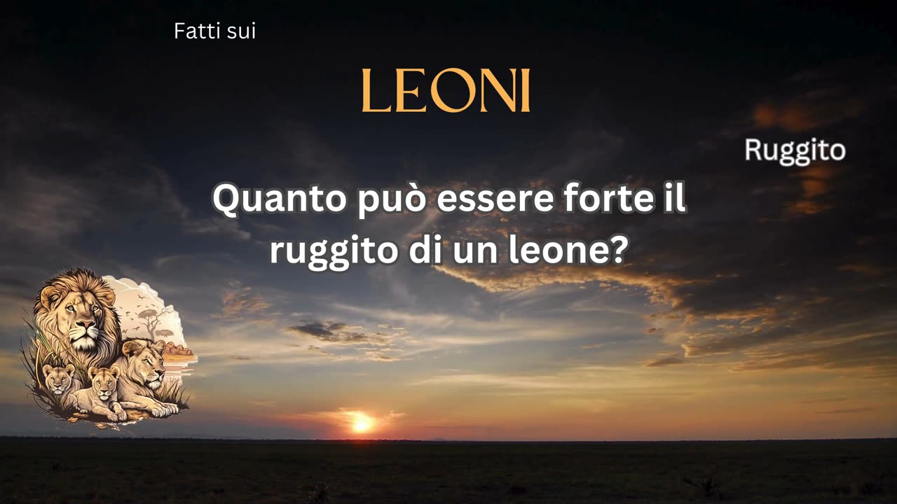 Fatto del Leone 6 - Quanto può essere forte il ruggito di un leone?