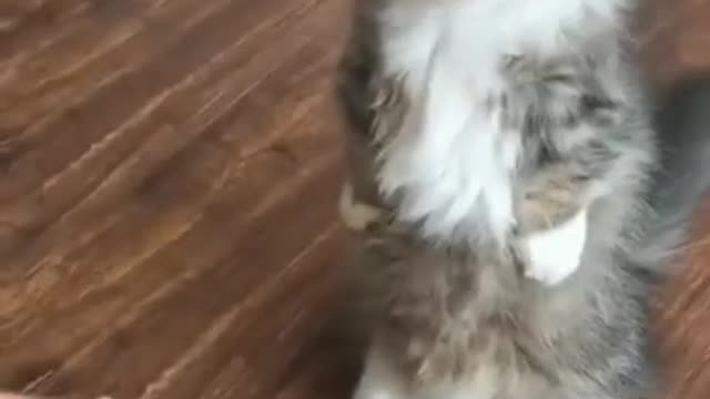 Surprisingly cute kitten