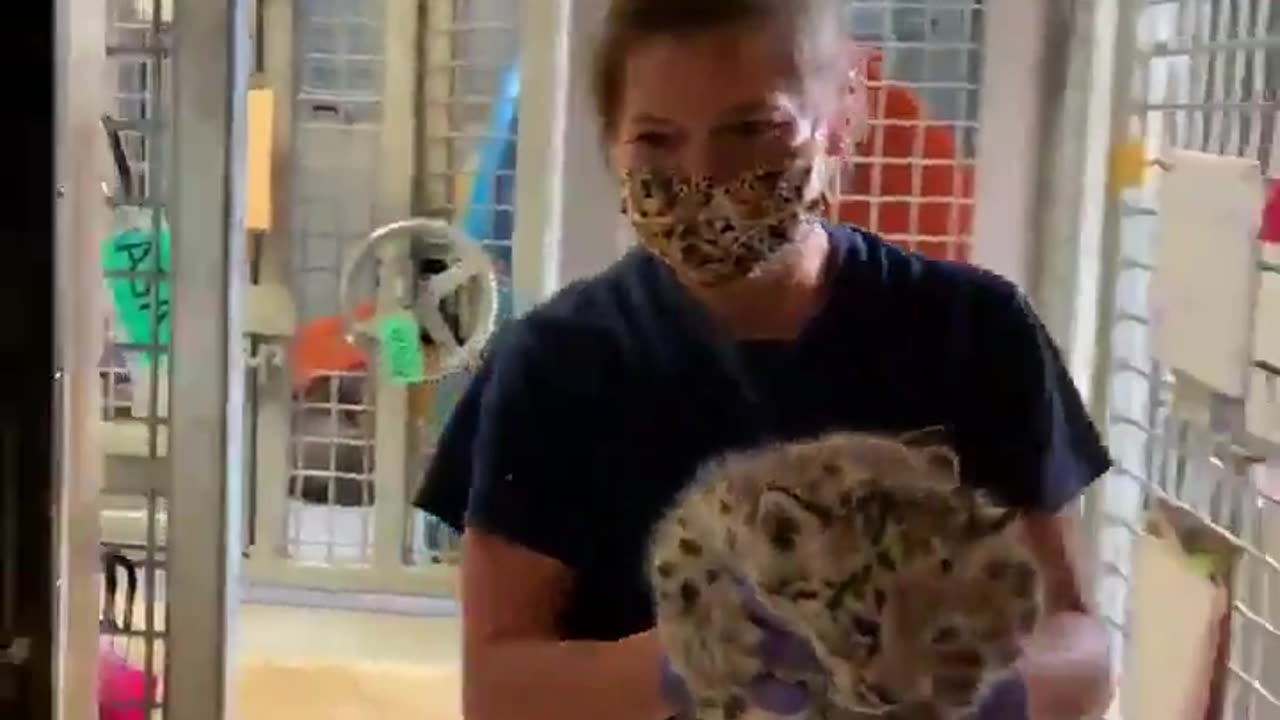 Baby leopard being weighed