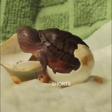 WATCH : Newborn Turtle Is Seeing The World For The Very First Time 🐢💚😍