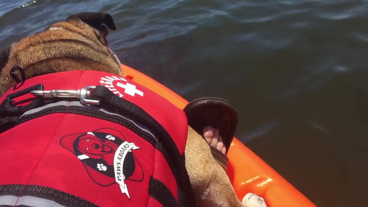 English Bulldog shares kisses with wild manatee