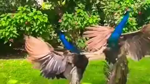 PEACOCK FIGHTING SCENE