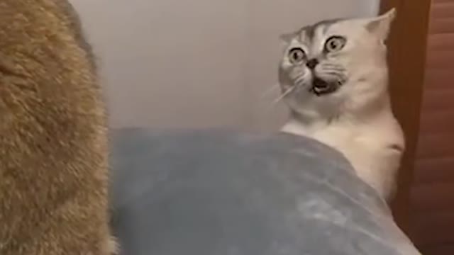 funny cat try to speak !!