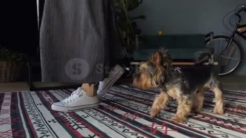 A woman in gray skirts and white sneakers leads on the ledge of a small and well groomed dog