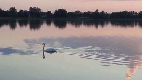 Swan lake evening silence