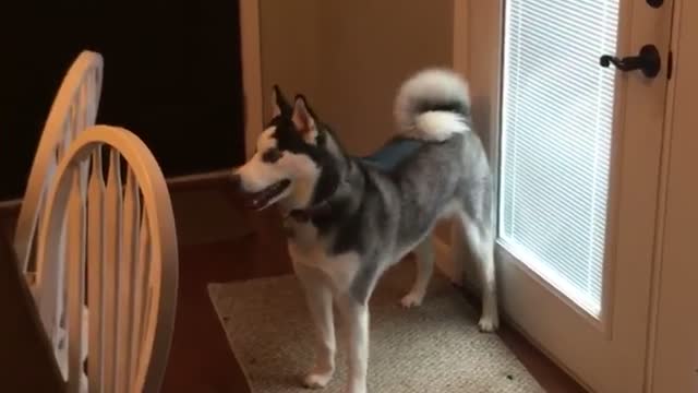 Bossy Siberian Husky Demands To go On Her Daily Walk