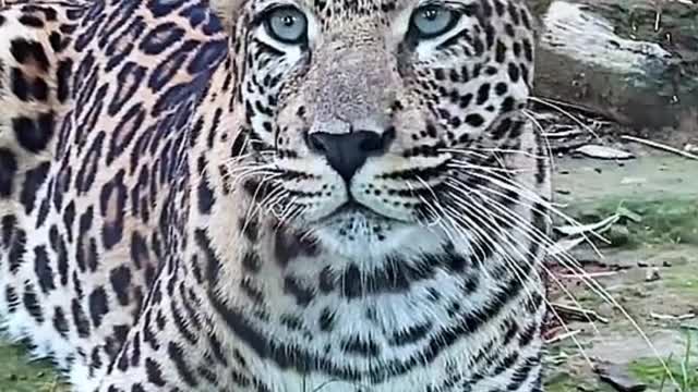 Is this cheetah looking for something? He kept looking up