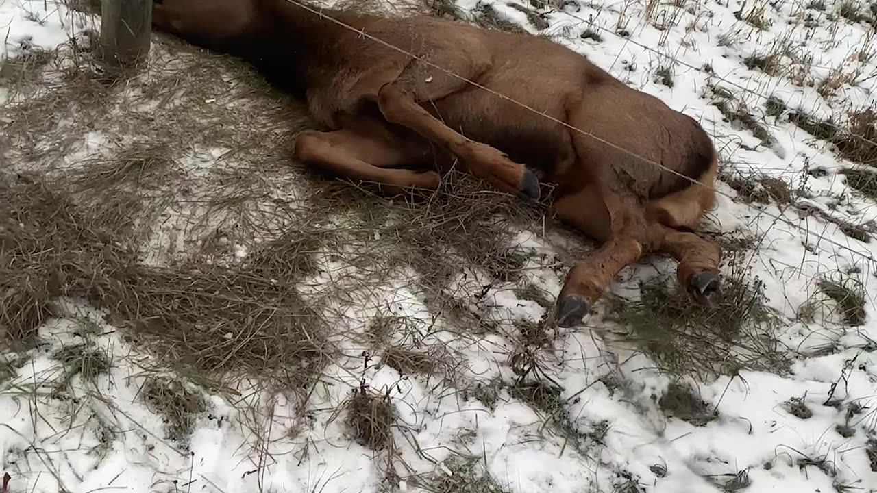 Two Guys Break Fence In Order to Rescue Elk Calf