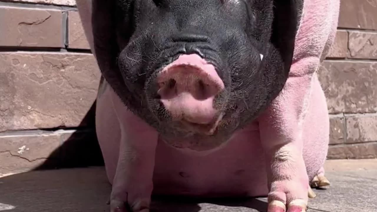 Piggy has to eat when he sleeps