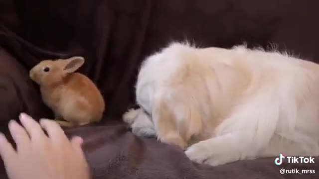 Dog & rabbit