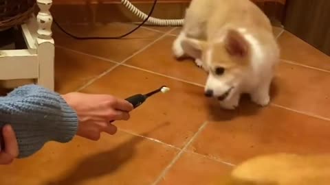 Brave Dog is not afraid of a Toothbrush##