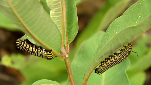 Butterfly Metamorphosis videos