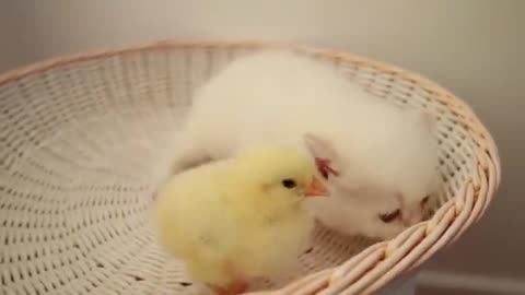 Cat an kitten walk with chiken