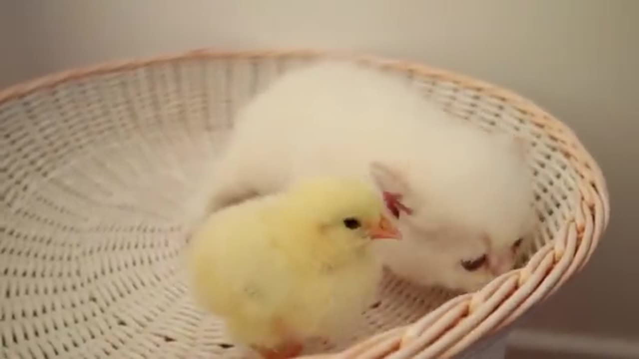 Cat an kitten walk with chiken