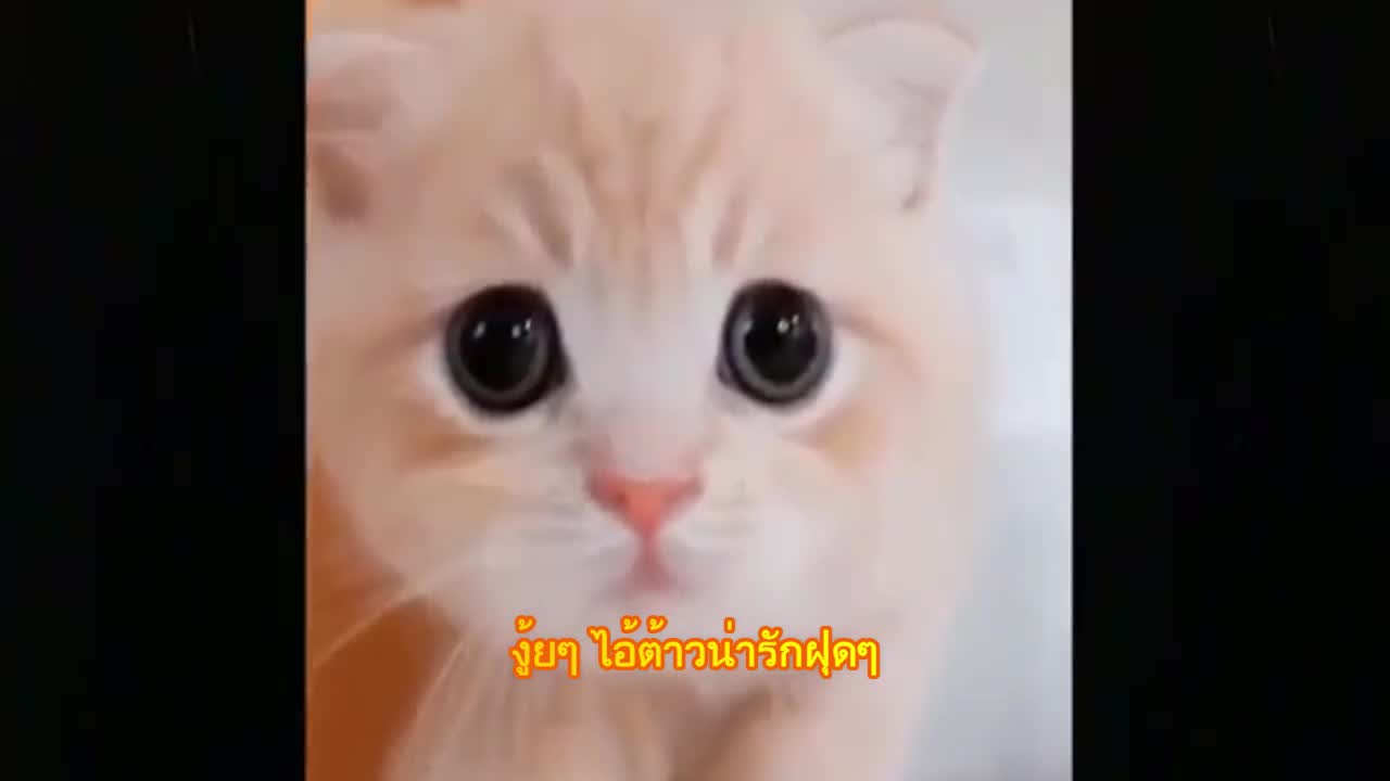 Cutest Adorable kittens Funny scene 6