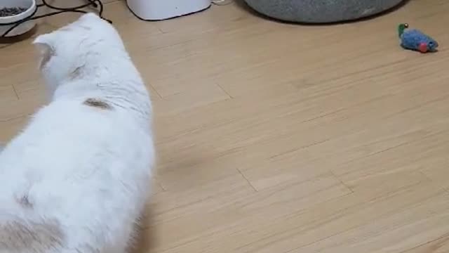 Cute cat is jumping from side to side