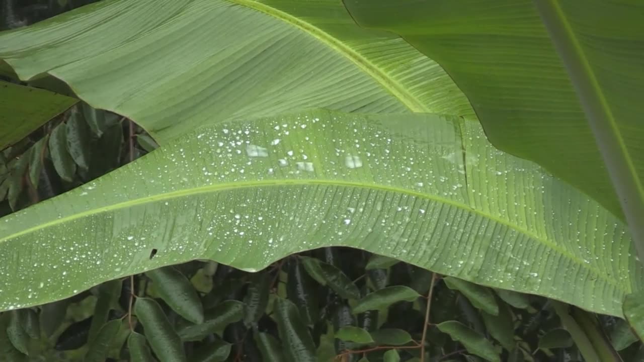 Rain & Snow on Car Sound of Sleep Helps with Sleep, Study, Meditation, PTSD, Insomnia & Tinnitus 2