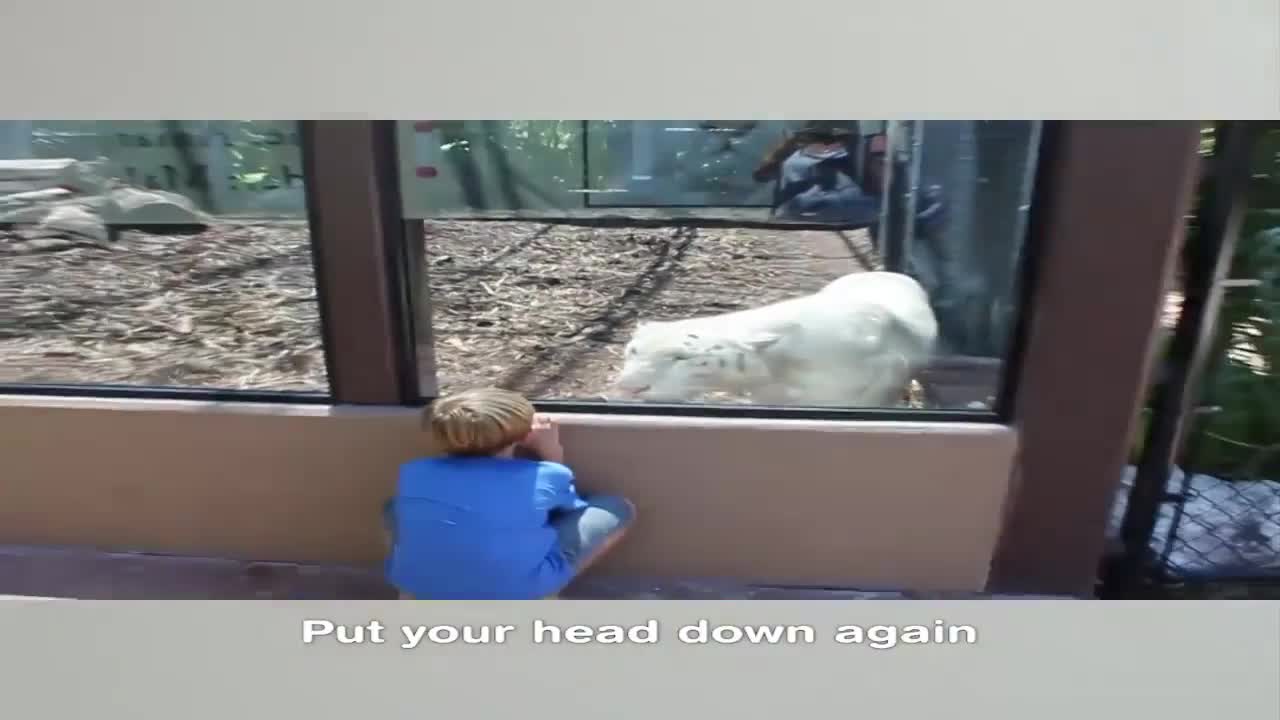 CC video funny children with angry animals - funny world