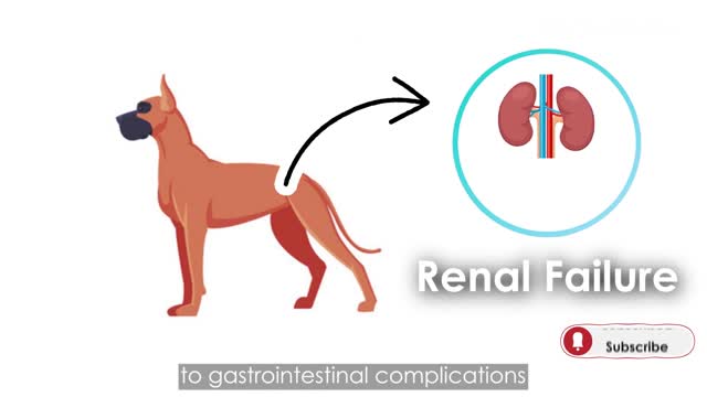 What to do when your dog not eating food or drinking water l Tips on LOSS OF APPETITE l